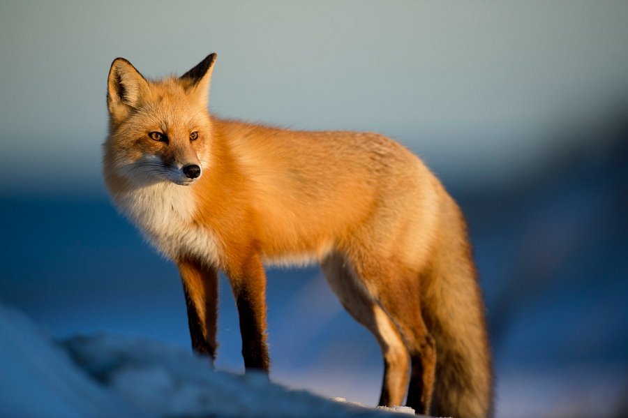 Jak wygląda polowanie na lisy?